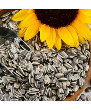 Organic High Oleic Sunflower Oil - 100% Italian - Benvolio 1938 - Rich in Vitamin E - 500ml Metal Bottle - Perfect for Frying - Premium Organic Cooking Oil - Buy Online on GoSupps.com