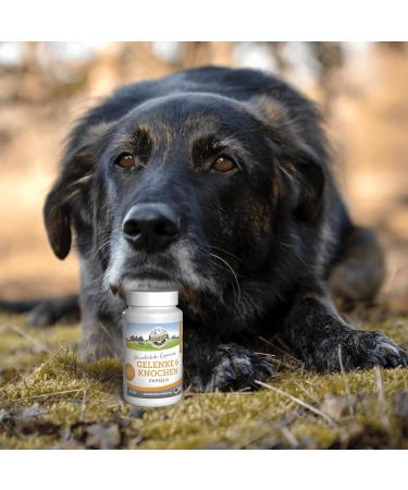 Bellfor Joints and Bones Food Supplement with Ovopet specially designed to regulate joint metabolism and preserve mobility Dogs 50 capsules - Buy Online on GoSupps.com