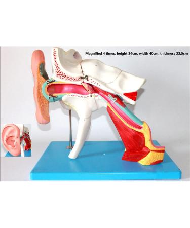 Human Ear Structure Anatomical Model 4 Times Life Size Medical Props Model 8 Parts Inner Ear Ear External Ear Tympanum Eardrum Listen to Small Bones Humerus Anatomy - Buy Online on GoSupps.com
