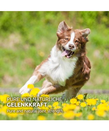 AniForte Gelenk-VETAL 3 Joint Powder for Dogs 250g - Natural Product Based on Green-lipped Mussel Powder Collagen & Devil's Claw Root Joints & Movement - Buy Online on GoSupps.com