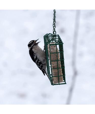 Buy C&S Suet Treats for Wild Birds - 12 Pack | Premium Bird Feed - Buy Online on GoSupps.com