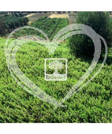 Buy BIOselect Juniper Natural Essential Oil (5ML) - Pure Aromatherapy Oil for Wellness & Relaxation - International Shipping Available - Buy Online on GoSupps.com