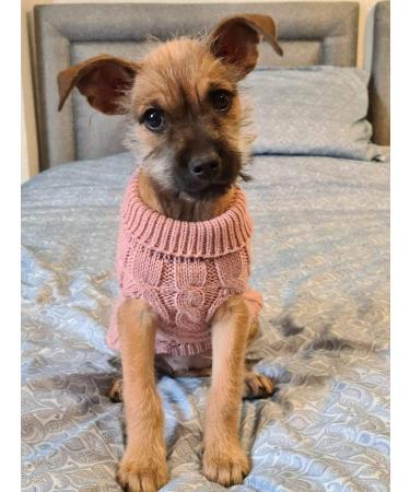 Famkit Pet Dog Turtleneck Sweater - Warm Knitwear for Small Dogs | Stylish & Comfortable Outwear in Hell-Pink (M-2 for 5.5-7.7lb) - Buy Online on GoSupps.com