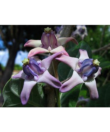 Pacchetto semi: 25 semi | Cotropis Gigan Viola | latte | erflies Amore