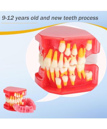Teeth Eruption Development Model | Visualize Deciduous to Permanent Teeth Transition | International Shipping Available - Buy Online on GoSupps.com