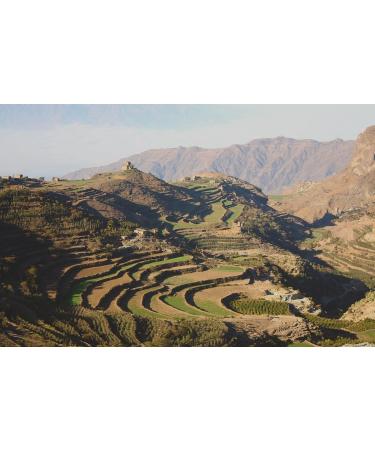 Adems Yemen Haraaz Green Coffee Beans - Premium Unroasted Beans (1000g) for Home and Business Roasting - Buy Online on GoSupps.com