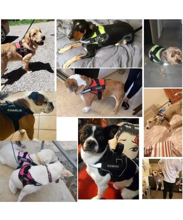 Moonpet Personalized No Pull Dog Harness Leash Set with Custom Name and Phone Number Heavy Duty Pet Vest to Prevent Tugging Pulling or Choking Training and Walking (XS-XXL 9 Colorful) 6 color - Buy Online on GoSupps.com