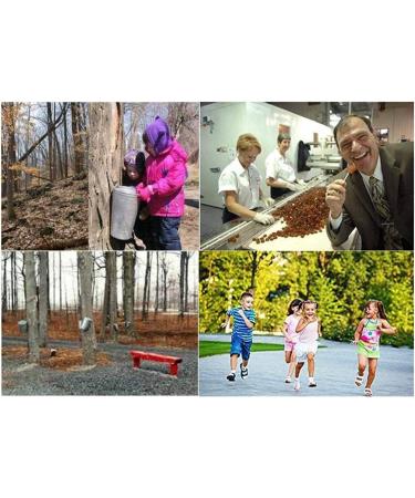 Les BONBONS Richard Pure Syrup Maple Lollipop 20g/Piece-Bubdle Package (24 Pieces) 24 count (Pack of 1) - Buy Online on GoSupps.com