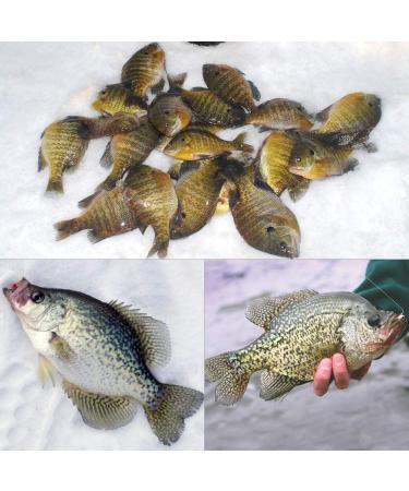 XFISHMAN Crappie Jigs Heads Kit 1/8 1/16 1/32oz - 50 Pack Panfish Fishing Jigs for Lead Head Jig Hook Lure - 1/16oz with Spinner - Buy Online on GoSupps.com