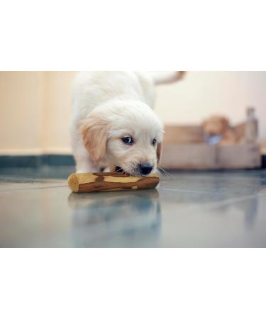 Buy ARTISAN GIFT CO Olive Wood Chew Toy for Dogs - 100% Natural Value Pack of 2 Ideal for Dogs Up to 10 kg (S-12 cm) - Buy Online on GoSupps.com