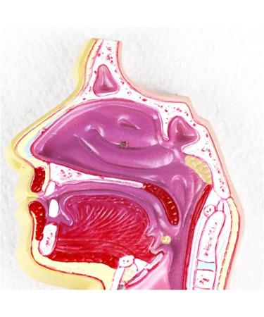 Mouth Nose Throat Pharynx Education Human Body ENT Model Study Model Pathology Nose Throat Model Enlarge The ical Model A+c - Buy Online on GoSupps.com