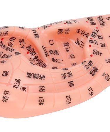 LIJK Ear Acupuncture Model - PVC Human Ear Model for Home, Hospital & School - Buy Online on GoSupps.com