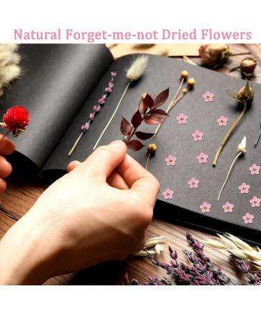 Timtin 100 Pcs Natural Forget Me Dried Flowers for DIY Jewelry, Candle, and Card Making - Real Pressed Flowers for Resin Ornaments and Nail Art Decorations (Pink) - Buy Online on GoSupps.com