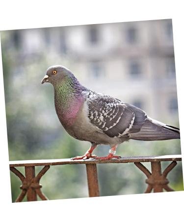 Levemolo 100 Pcs Pigeon Anklet African Grey Parrot Leg Ring Charms Plastic Poultry Pen Drumstick White 1.3X1.3CM White - Buy Online on GoSupps.com