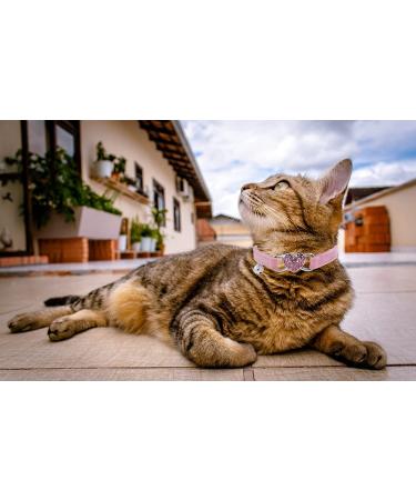 WDPAWS Heart Bling Pink Cat Collar - Adjustable Safety Belt and Bell - Ideal for Kitten Cats 8-11 inches - Buy Online on GoSupps.com