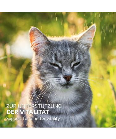 AniForte Complete Powder for Raw Food 100g - Barf Complete Food for Cats - Buy Online on GoSupps.com