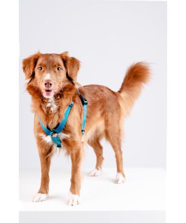 Chaba Guard Dog Harness for Large Dogs | Anti-Choke & Control - Adjustable Step-In Lightweight Harness for Running - XL Size - Buy Online on GoSupps.com