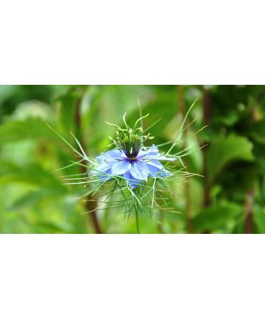 Egyptian Nigella Flower Honey - Net weight 500g - Pure - 100% natural - rare honey among the best in the world - no added nigella - immunity BOOSTER - Buy Online on GoSupps.com