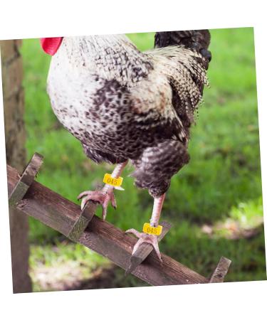 Kisangel 100pcs Chicken Leg Ring Pet Foot Band Parrot Foot Ring Poultry Marking Ring Chicken Foot Ring Pigeon 3.3X3.3CM Yellow - Buy Online on GoSupps.com