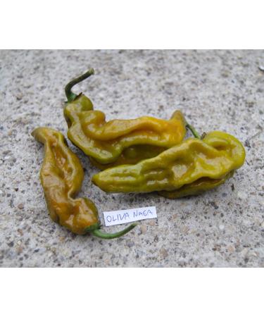 Portal Cool Nero Mustard: C. chinense Peperoncino Reaper Nero fantasma Pepper Ecc Chili Semi 20+ Pz - Buy Online on GoSupps.com