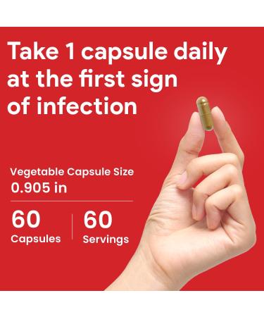 Nutridom Echinacea Purpurea Capsules | 5 500mg Per Day | 10x Extra Strength Non-GMO Vegan Free of Gluten Soy & Dairy Free (60 Count) - Buy Online on GoSupps.com