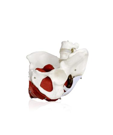 JS00024 Female Pelvis Model with Removable Organs | Uterus Colon & Bladder Included | Detailed Instruction Manual | International Shipping Available - Buy Online on GoSupps.com