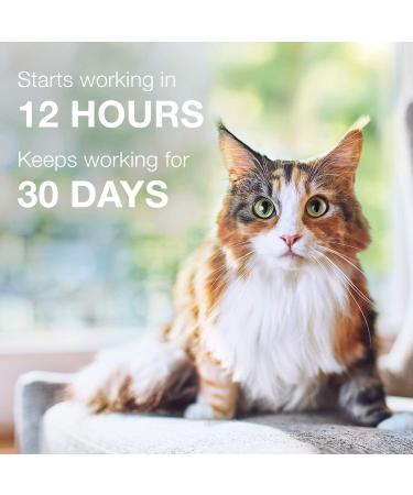 Advantage II Flea Treatment for Small Cats (5-9 lbs) - 2-Pack | Fast-Acting Flea Prevention for Small Cat Breeds - Buy Online on GoSupps.com