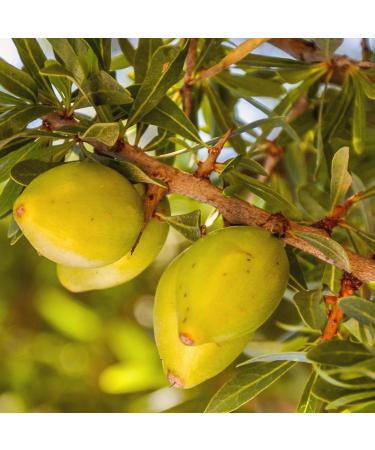 Naissance Moroccan Vegetable Argan Oil (No. 228) 5 liters - 100% Natural Moisturizer For Dry or Curly Hair Face Body Beard - Cold Pressed - Cosmetics - Buy Online on GoSupps.com