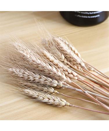 Dried Wheat Stalks 100Pcs Dried Wheat Sheaves Rustic Natural Ears of Wheat Natural Wheat Decor for Home Farmhouse Fireplace Wedding Party and Table/523 - Buy Online on GoSupps.com