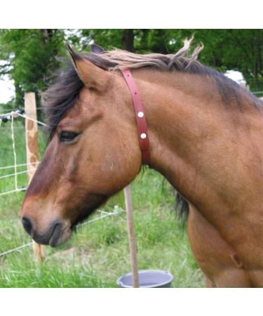 Insect and Fly Repellent Collar - Buy Online on GoSupps.com