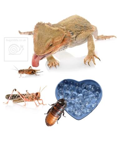 Bugznbits Hydro Balls Bug Gel Alternative for Crickets Cockroaches Locust and other Insects Reptile Feeder insects (900ml Maxi Pack) - Buy Online on GoSupps.com