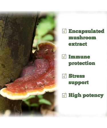 St. Francis Herb Farm Reishi Mushroom Capsules | 100% Pure | High Potency | Immune Booster | Adaptogen | Fruiting Body | High in Beta Glucans | 60 Vegicaps - Buy Online on GoSupps.com