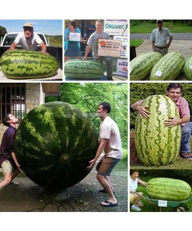 Portal Cool Sacha Inchi Dao Inca haricots frais en santé bio teneur élevée en peanut proteins