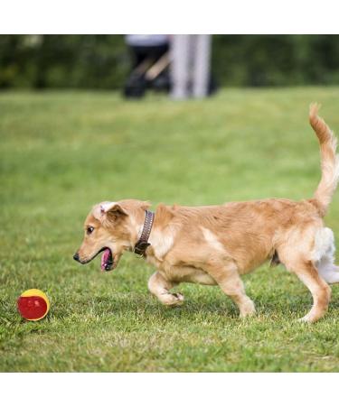 Squeaky Dog Ball Toy Set for Teeth Cleaning and Interactive Pet Training - 6Pcs - Buy Online on GoSupps.com