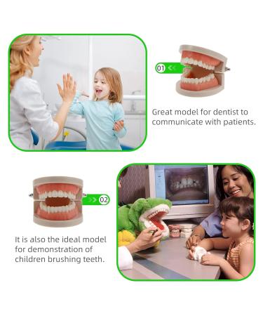 Ultechnovo 6-Sentence Dental Teaching Material | Oral Cavity Model & Brain Toys for Effective Teeth Brushing - Buy Online on GoSupps.com