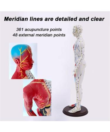 Acupuncture and Muscle Anatomical Male Model Pressure Point and Meridians Acupuncturists and Other Medical Professionals Training Teaching Education (60cm/23.6inch) - Buy Online on GoSupps.com