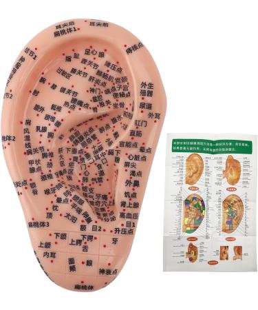 Buy Ear Acupuncture Display Model - Clear Point Visibility for Study Presentations | International Shipping Available - Buy Online on GoSupps.com