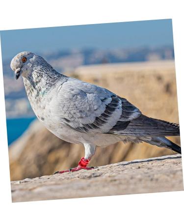 BESPORTBLE 80 Pcs Pigeon Foot Ring Metal Brackets Kickstand Chicken Wite Parrot Pigeon Gear Aluminum Poultry 0.8X0.8X0.8CMx4pcs As Shownx4pcs - Buy Online on GoSupps.com