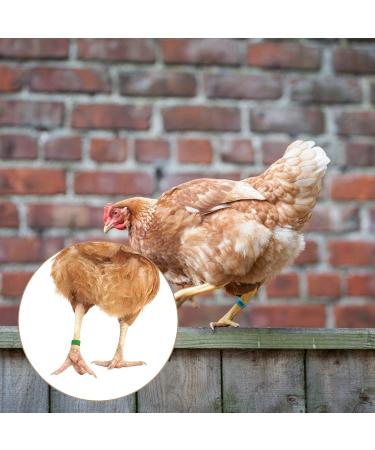 MEWTOGO 100pcs Colorful Numbered Chicken Leg Bands - Poultry Identification Rings for Birds - 16mm Size for Various Species - Buy Online on GoSupps.com
