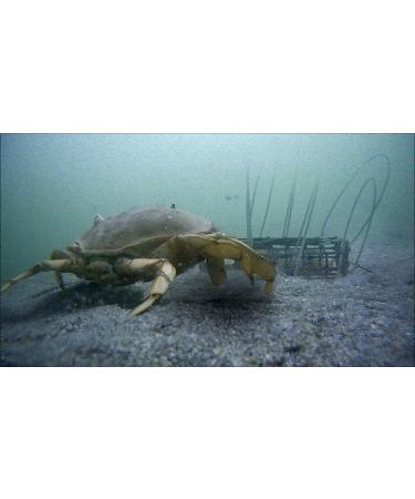 AirFly Custom Crab Snare - Professional Grade Crabbing Tool - Buy Online on GoSupps.com