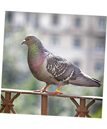 400 Pcs Pigeon Foot Ring Pigeon Supplies Number Baby 1X0.5cmx2pcs Colorfulx2pcs - Buy Online on GoSupps.com