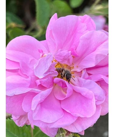 Natural Organic Non Deoiled Rose Water With Lavender 100mL - Buy Online on GoSupps.com