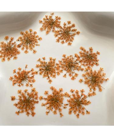 100pcs Ammi Majus Natural Pressed Dried Flowers for Resin, Soap & Candle Making (Orange) - Buy Online on GoSupps.com