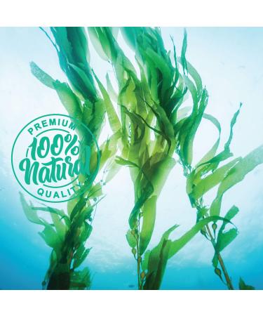 Kelp Powder 1 Lb - Natural Iodine Supplement (High Fiber) - 100% Pure Raw Seaweed Extract from Canada - Non-GMO, Gluten-free & Kosher - Buy Online on GoSupps.com