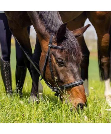 Marengos Soft Bitless Leather Bridle & Reins for Warmbloods | Anatomically Shaped Neck Piece | Premium Horse Accessories in Black - Buy Online on GoSupps.com