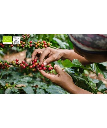 CAFES GUILIS FROM 1928 LOVERS OF COFFEE Organic coffee in organic beans Arabica Organic farming. Artisanal roast 2 kg - Buy Online on GoSupps.com