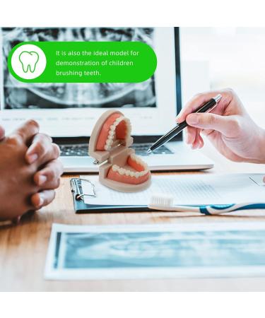 Ultechnovo 6-Sentence Dental Teaching Material | Oral Cavity Model & Brain Toys for Effective Teeth Brushing - Buy Online on GoSupps.com