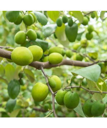 Poudre de Sidr (Jujubier) - 100% Naturelle | Ziziphus Spina-Christi | Infusion Soin Capillaire & Peau | Nettoyant & Fortifiant Foie - Buy Online on GoSupps.com