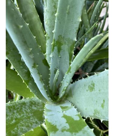 Shop Neck Firming Cream - Tighten & Smooth Your Skin | International Shipping Available - Buy Online on GoSupps.com