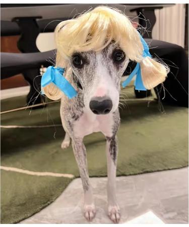 Buy Funny Dog & Cat Role Play Wigs | Halloween Christmas & Party Costumes for All Pets - Buy Online on GoSupps.com